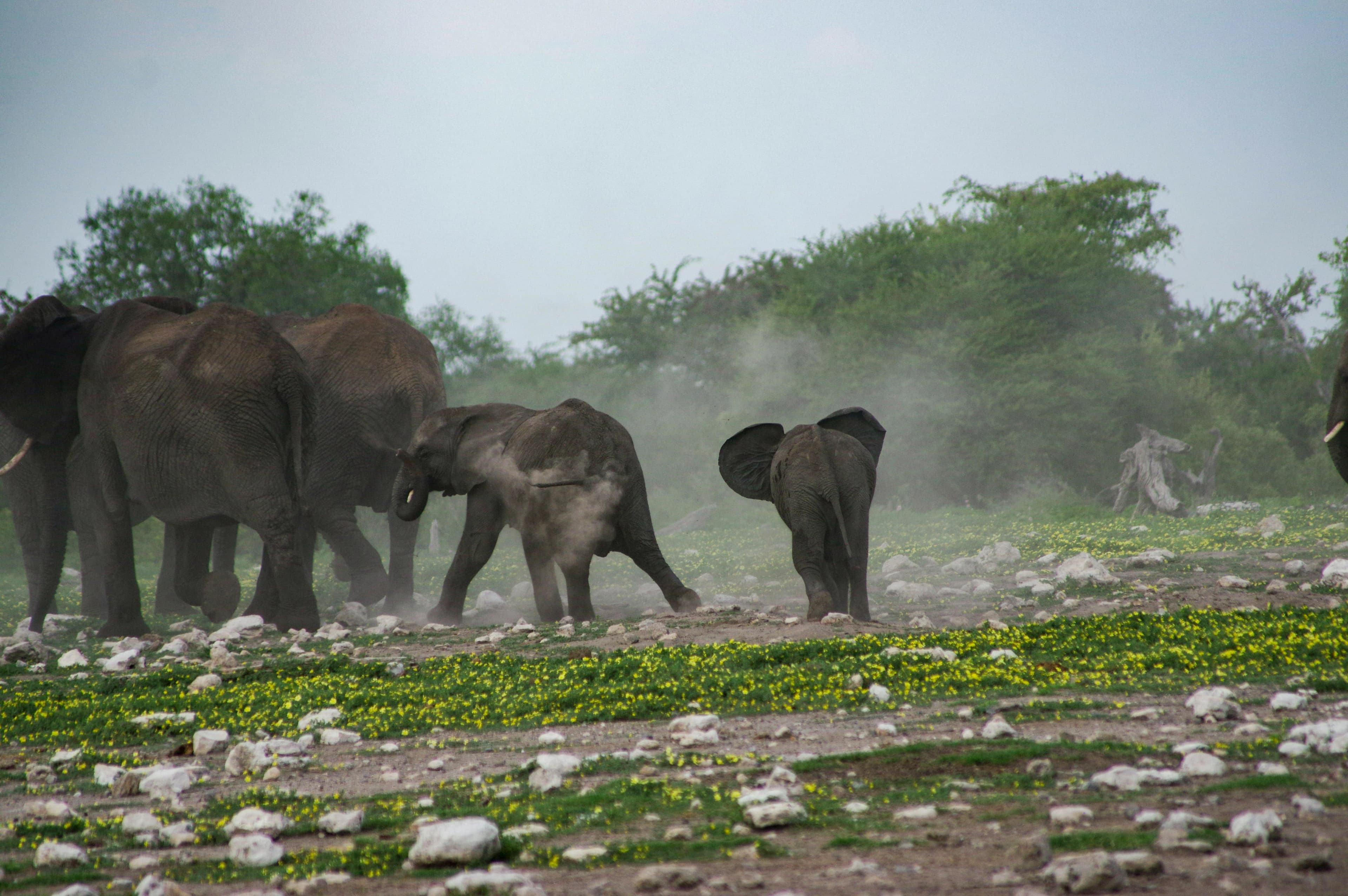 Komodo di Taman Nasional Komodo