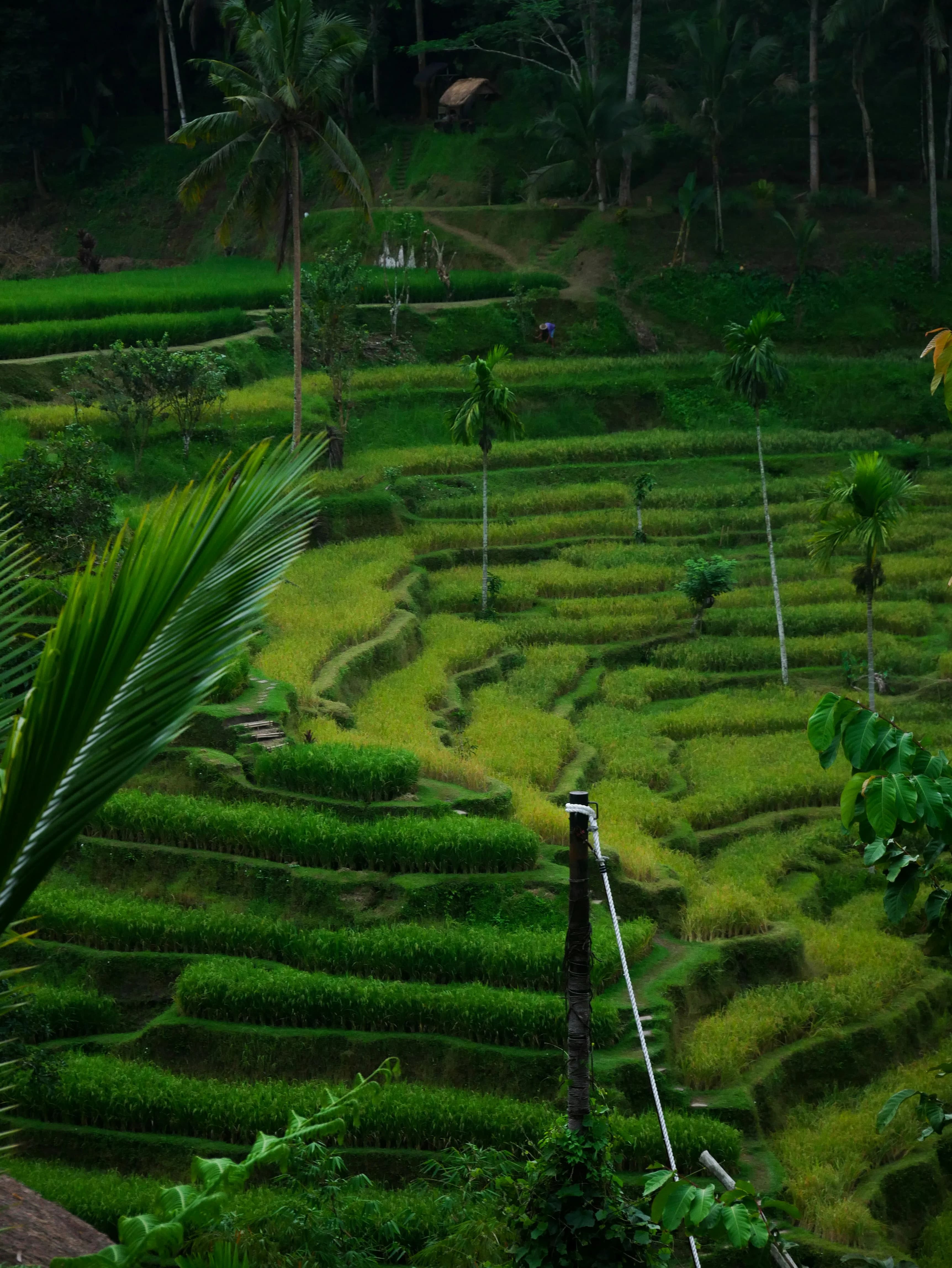Rental mobil ke sawah terasering Tegalalang di Ubud, Bali